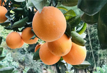 茜仔巴巴的赣南脐橙故事配图