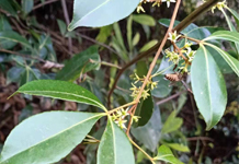 三百山百花蜜配图