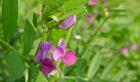 野豌豆