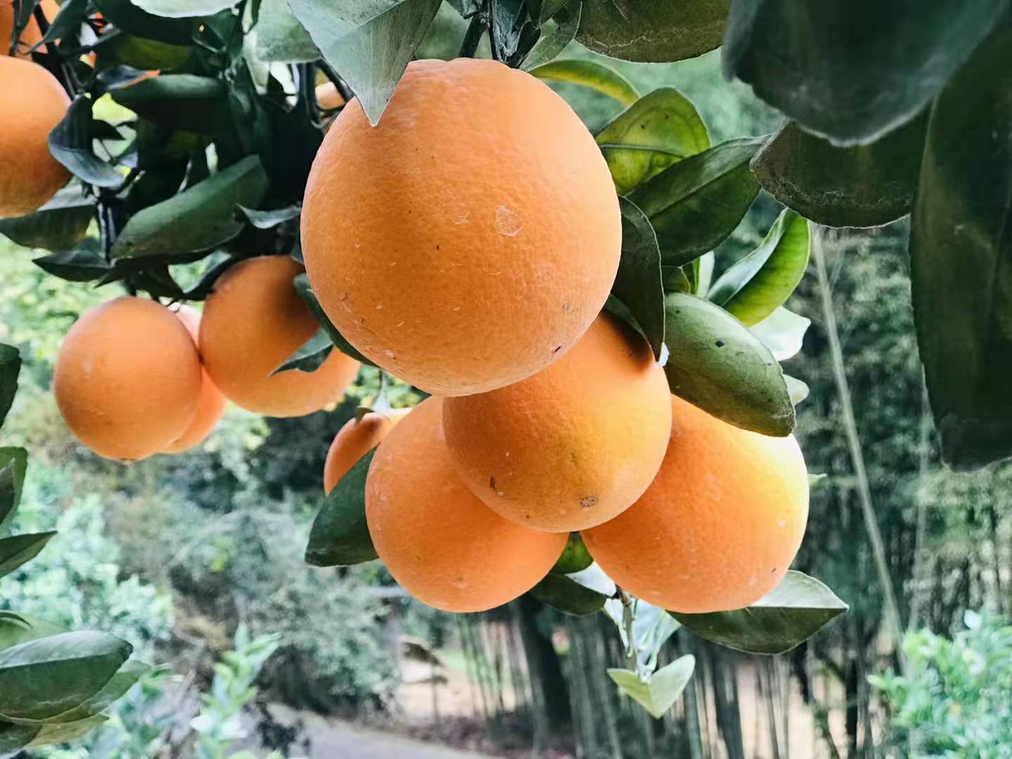 茜仔巴巴赣南脐橙故事配图