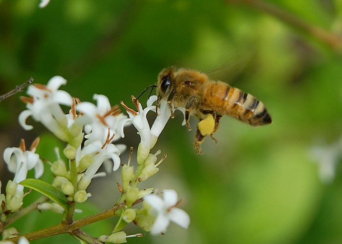 三百山百花蜜配图